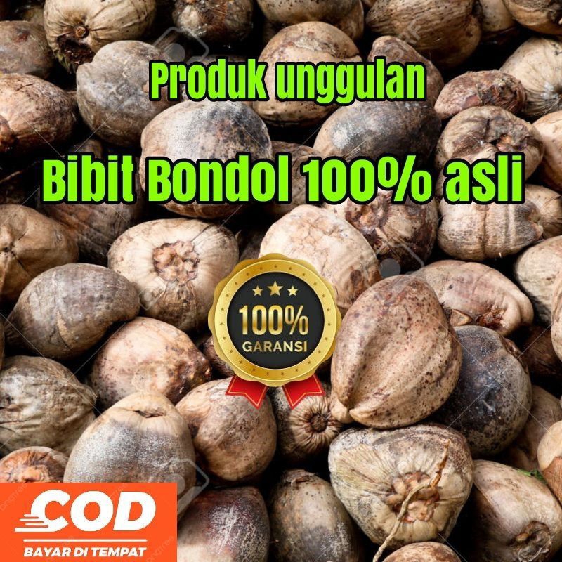 bibit kelapa kopyor belum tumbuh tunas ,asli Pati ,,