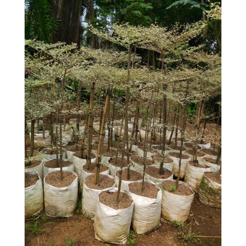 POHON KETAPANG KENCANA VARIGATA