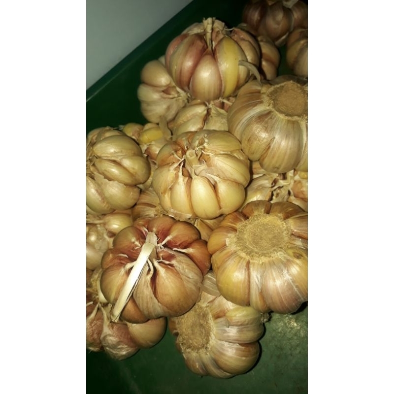 

Bawang putih