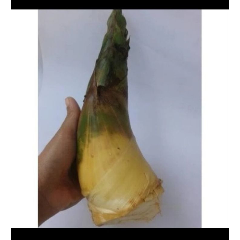 

Rebung Bambu Kuning-Obat Herbal