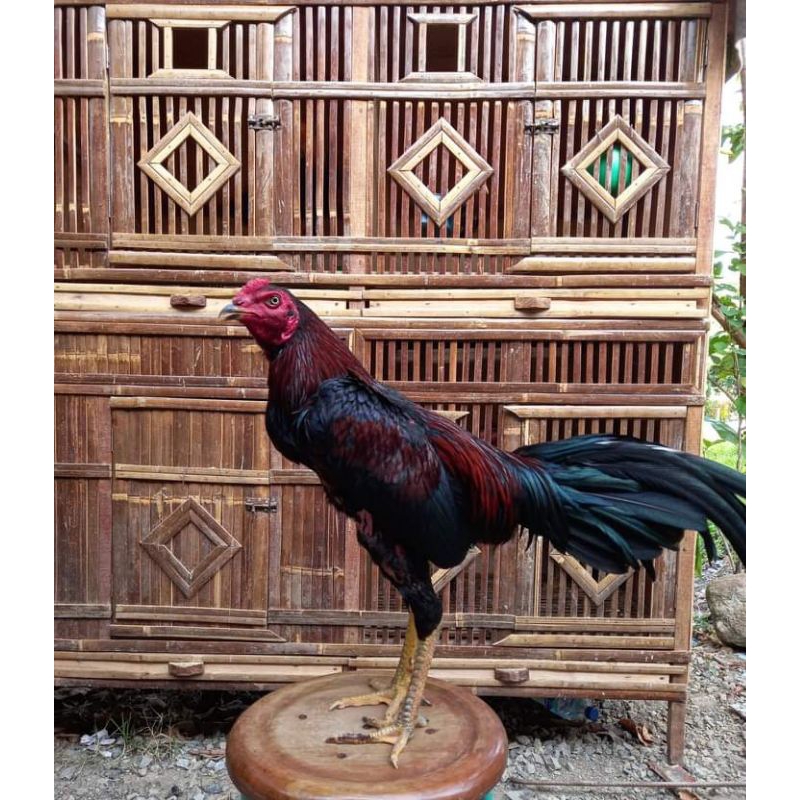 

Telur ayam bangkok Klasik super Teknik