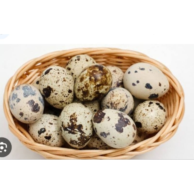 

Telur Puyuh Per 10 Butir