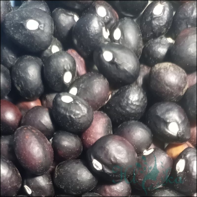 

benih kacang bogor 30 butir