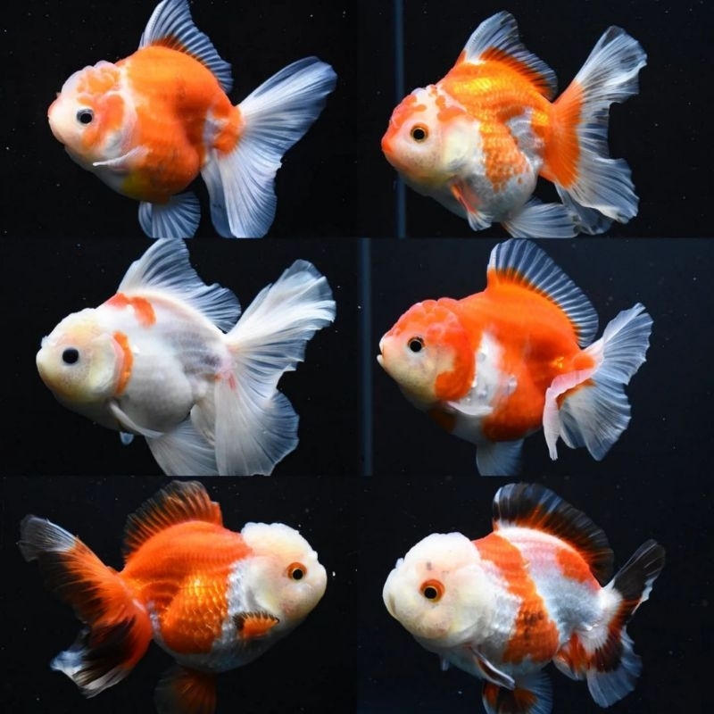 6 EKOR KOKI ORANDA TRICOLOR PANDA AQUARIUM