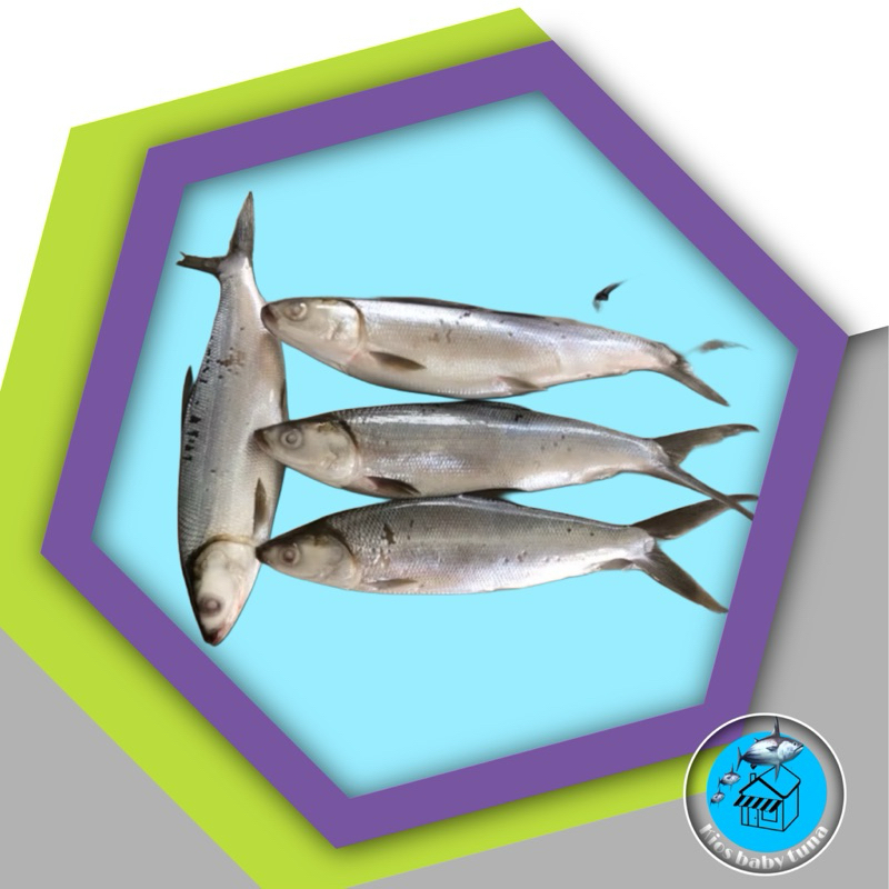 

ikan bandeng fress beku