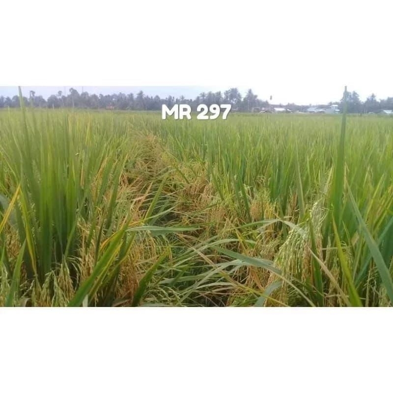 Benih padi MR 297 Original 5kg