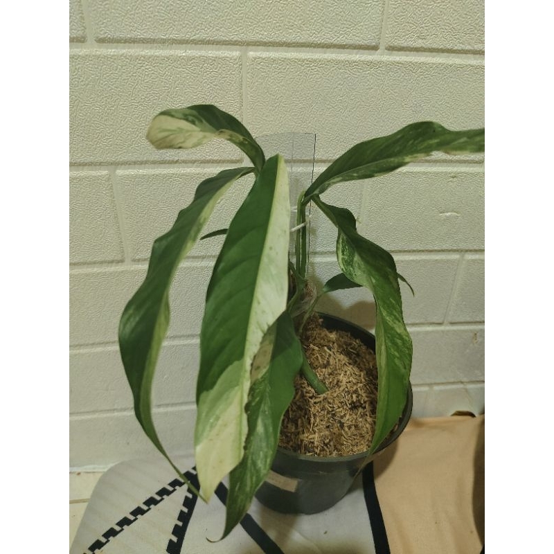 Rhapidofora Megasperma tricolor