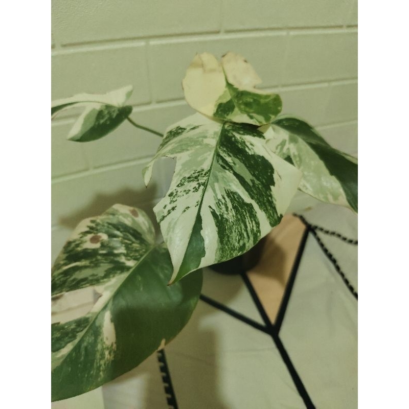 Monstera variegata White Tiger