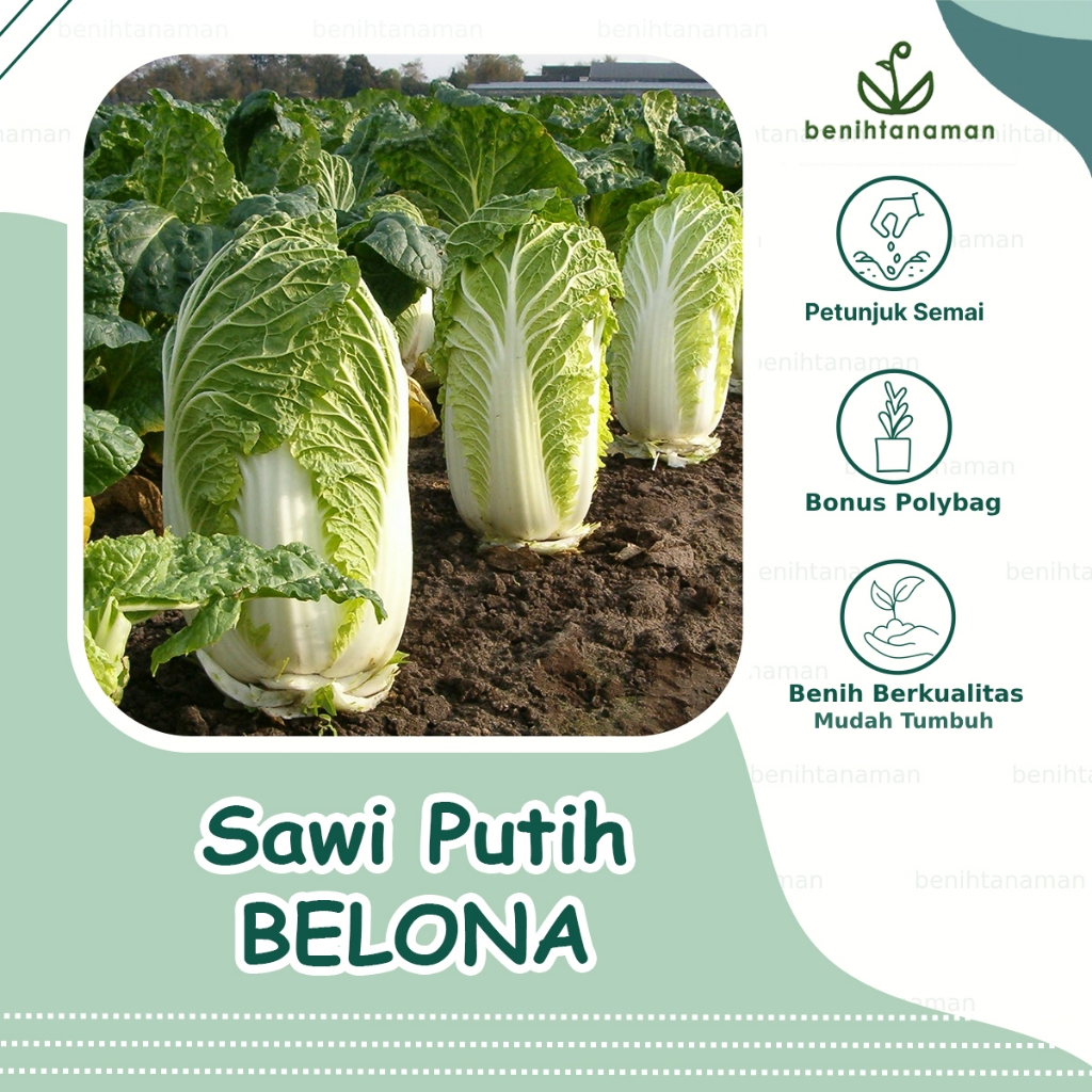 20 Biji -  Benih Sawi Putih Hibrida Belona F1
