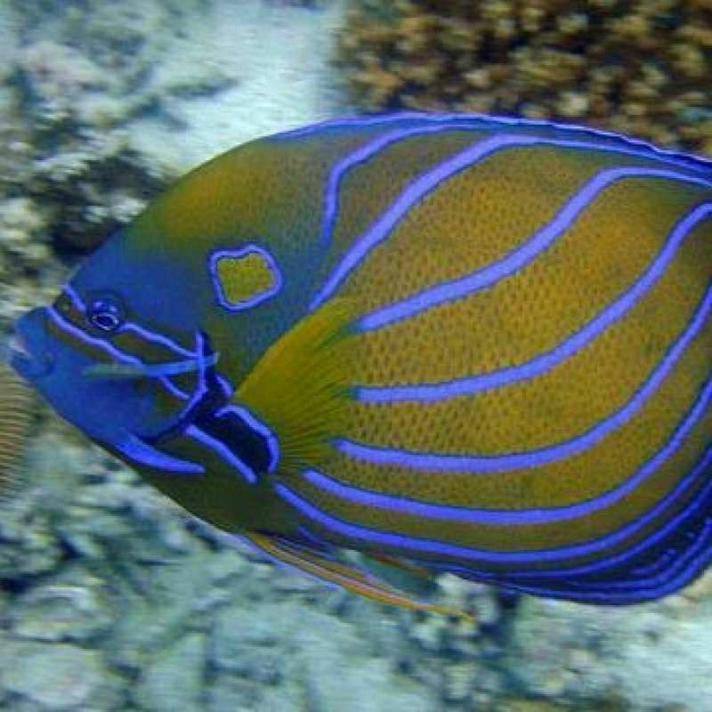 

IKAN HIAS LAUT ANGEL ANULARIS