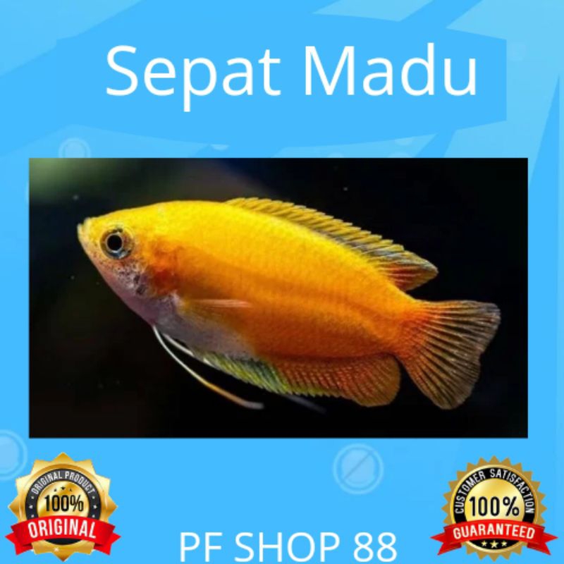 Ikan Hias Sepat Madu / Honey Gurame