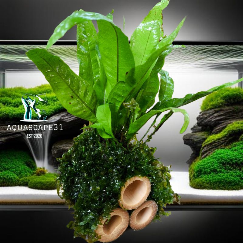 bonsai aquascape plus tanaman Aquascape hidup untuk hiasan akuarium dan tempat sembunyi udang hias