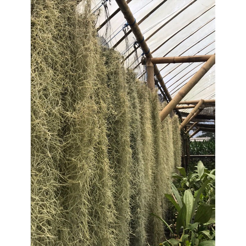 Jenggot Musa Panjang 100cm lebih