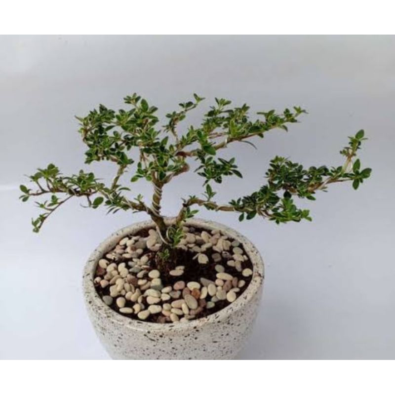 ( TERMURAH ) TANAMAN HIAS BONSAI HINGKIP MIRTEN - TANAMAN BONSAI MIRTEN BONSAI HINGKIP