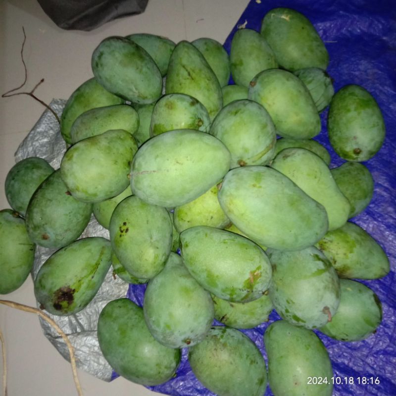 

[STOK HABIS] Mangga untuk rujak - dijual per kilo