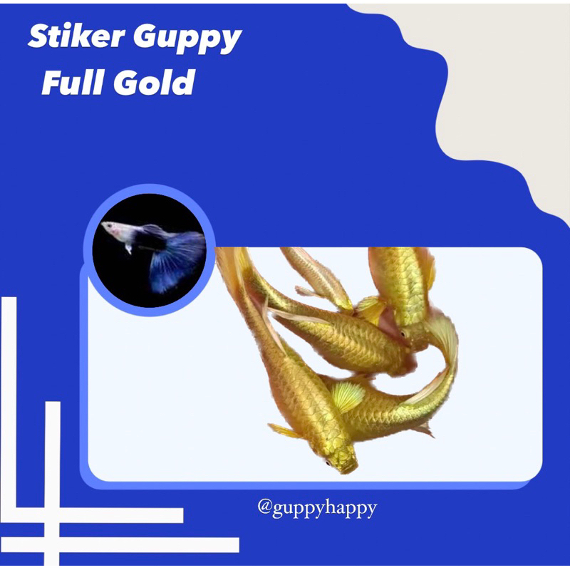STIKER GUPPY FULL GOLD