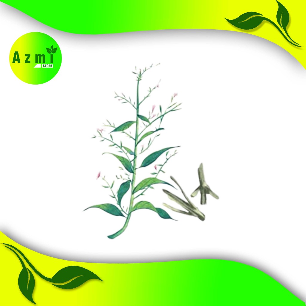 

daun sambiloto segar obat asam urat dan kolesterol