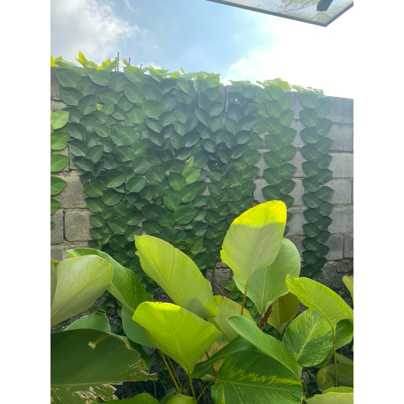 Flexi dollar rambat tanaman - tanaman hias - tanaman dinding