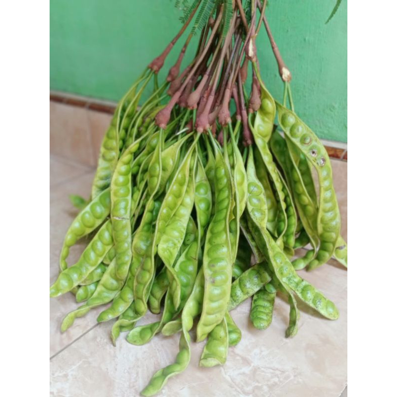 

pete tua segar per 7 papan.