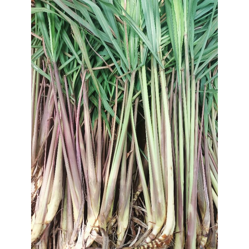 

Pohon sereh wangi sereh merah 1 kg