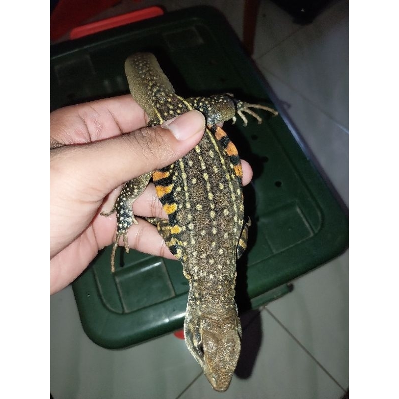 butterfly agama lizard