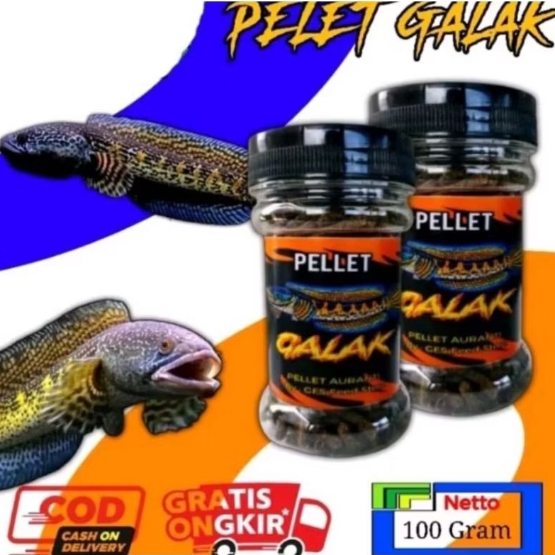 Pelet Galak Channa Auranti Mangap-Mangap