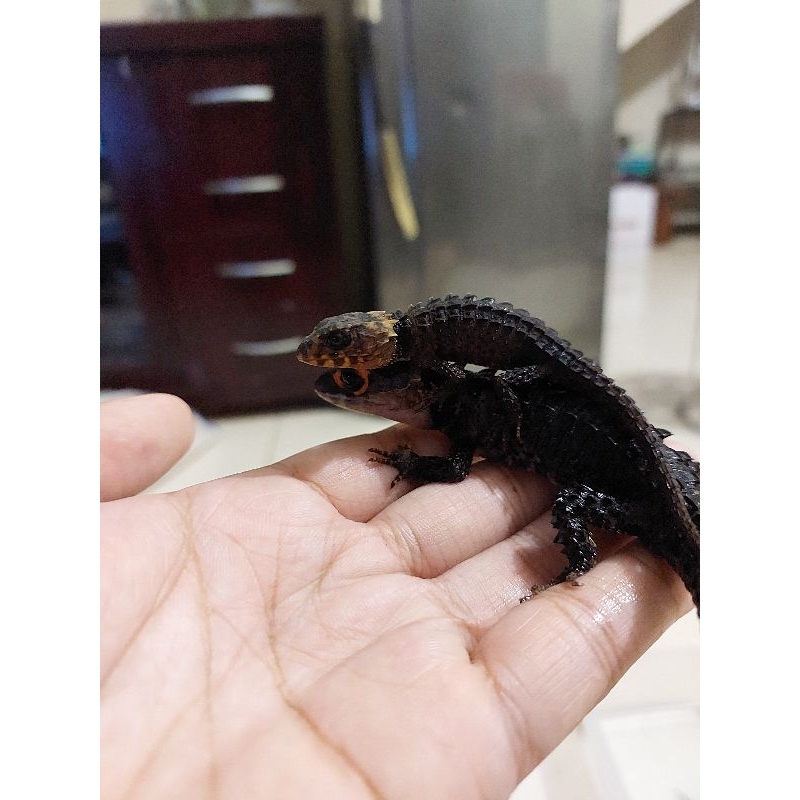 Crocodile skink, kadal duri, sehat jinak, no minus