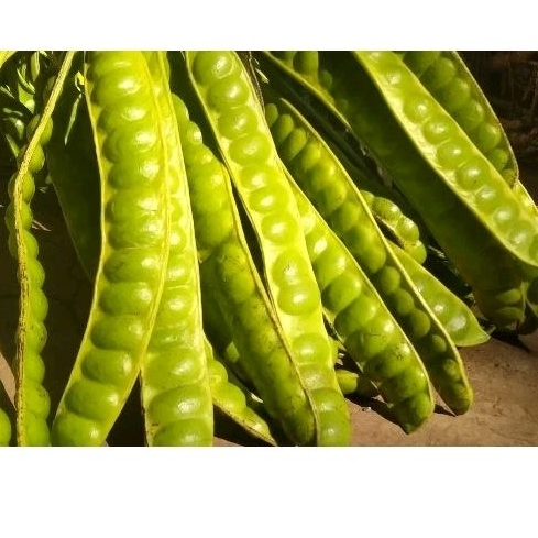 

paket hemat Petai tua per20 papan murah meriah