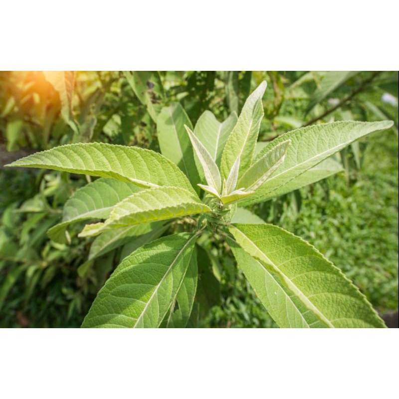 

daun semung segar 500 gram