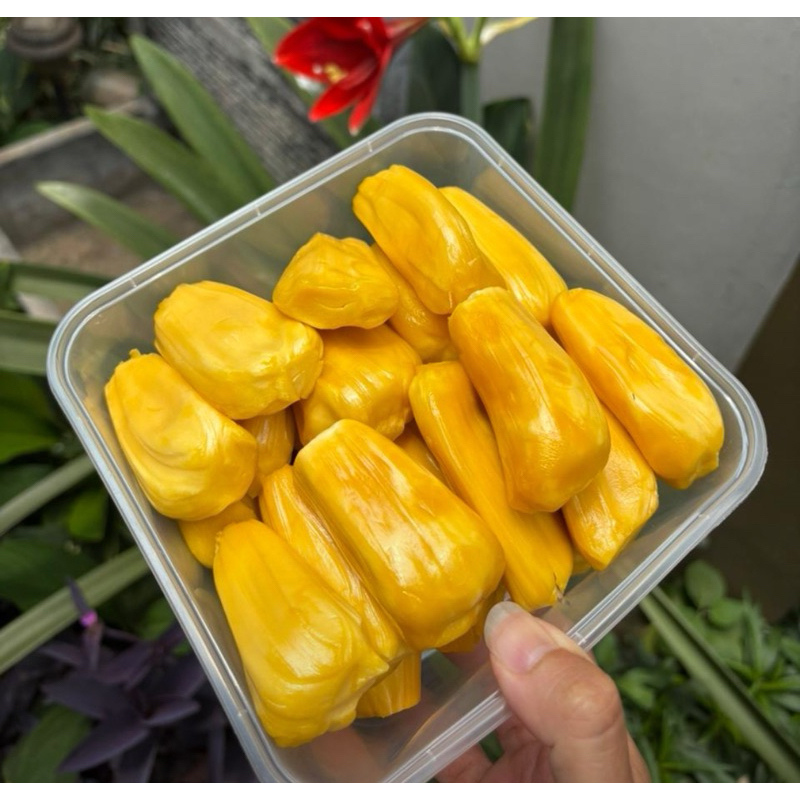 

Nangka Kuning Manis