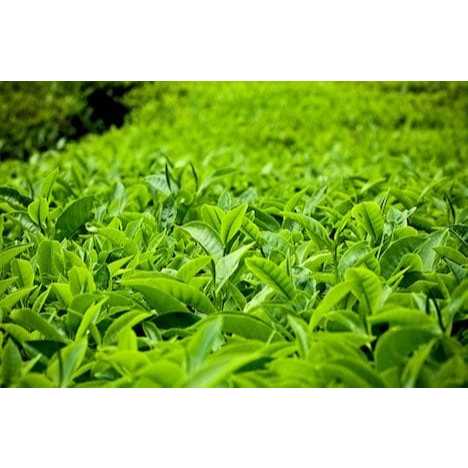 

daun teh segar kualitas good 2 kg
