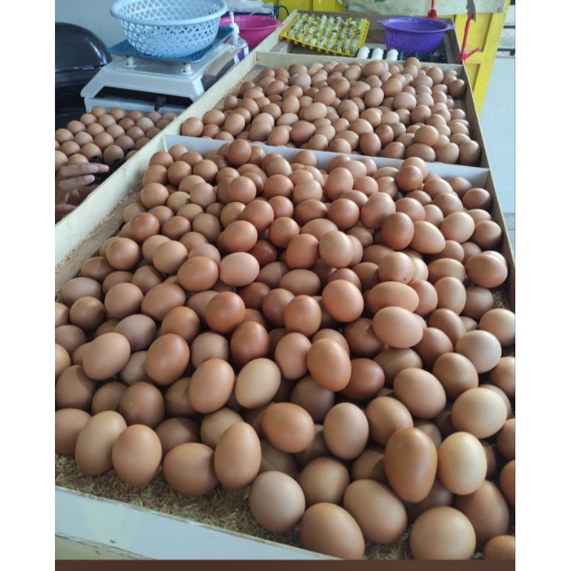 

TELOR AYAM /TELUR AYAM FRESH