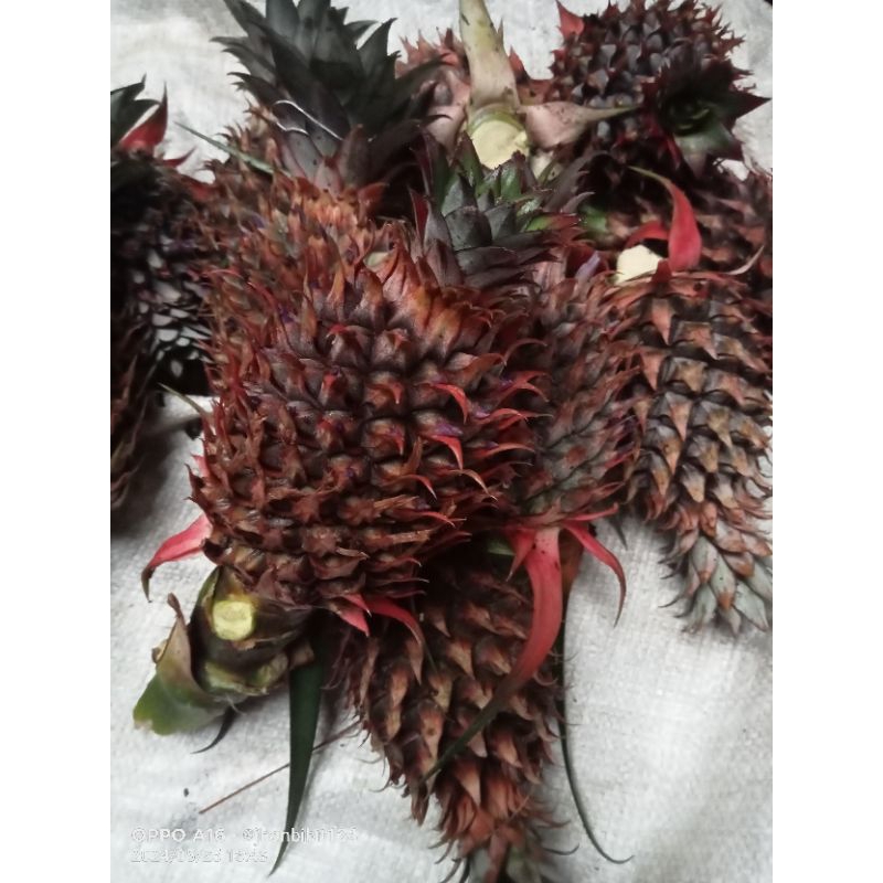 

4 Buah Nanas Muda Pemalang