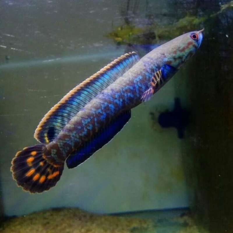 

Kardus isi Chana Bleheri 5-6 cm