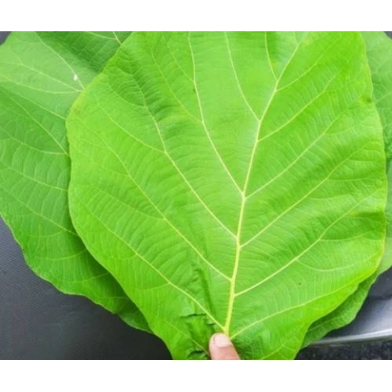 

Daun jati jawa segar 1 kg petik langsung-az