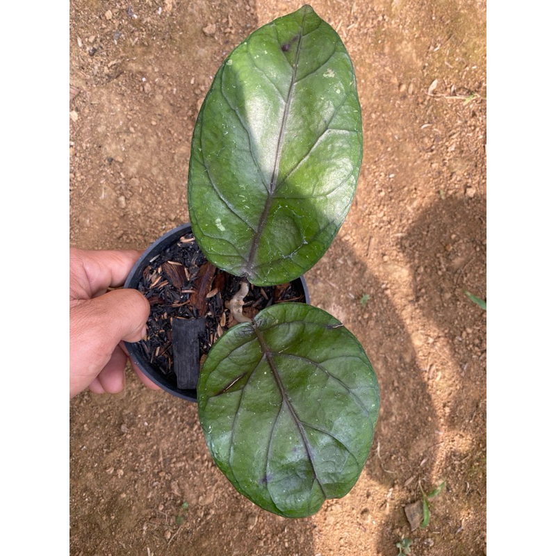 tanaman hoya sp aceh edge ekonomis