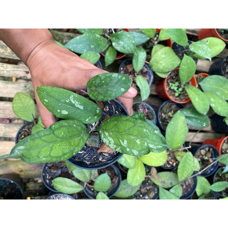 tanaman hoya sp aceh takengon