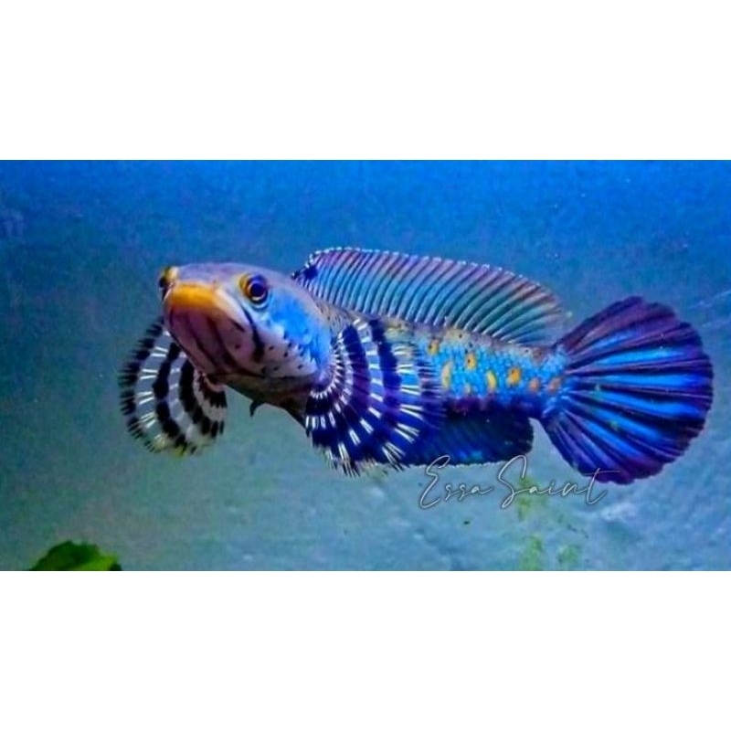 BP( BLUE PULCRA) SIZE 12-18 CM ful pelet