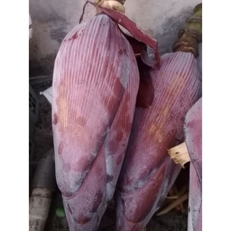 

Jantung Pisang