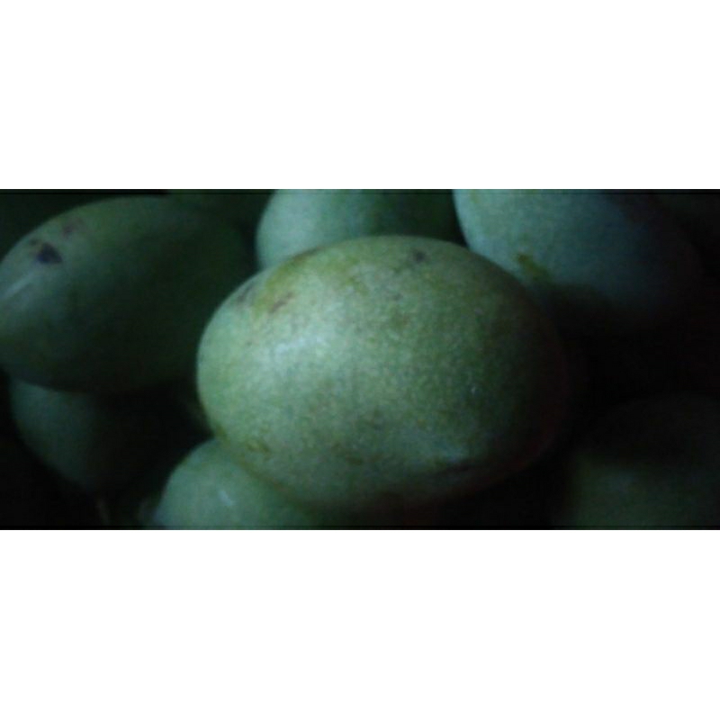 

Mangga Manalagi murah asli Probolinggo