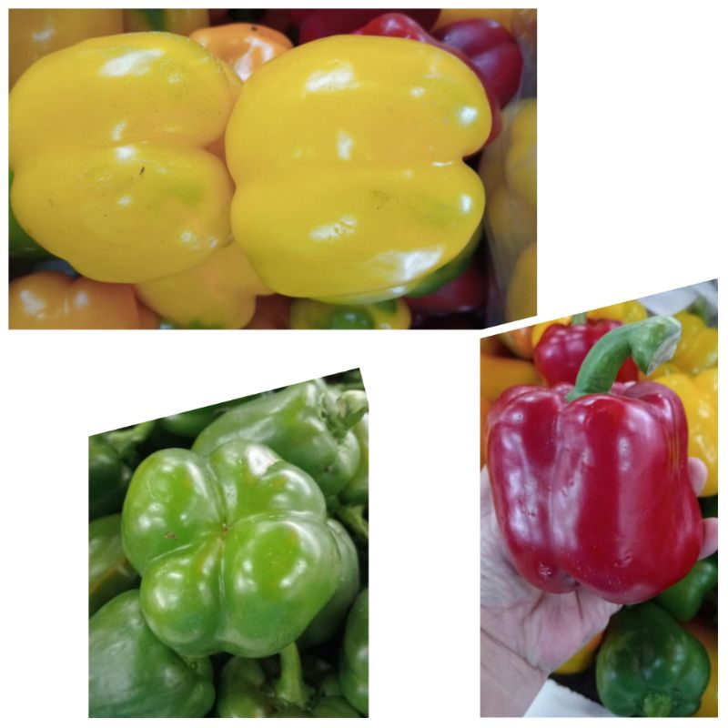 

Paprika | paprika fresh | paprika hijau merah kuning 500 gram