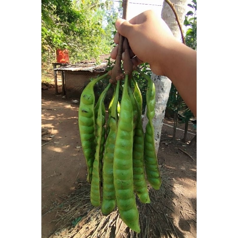 

Pete wonogiri pendek isi 10 papan bonus 2 papan