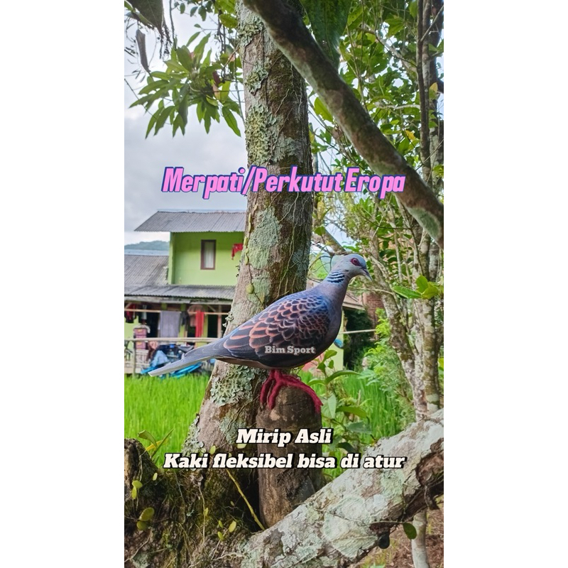 Patung Burung Merpati Eropa / Jontrot Perkutut Eropa