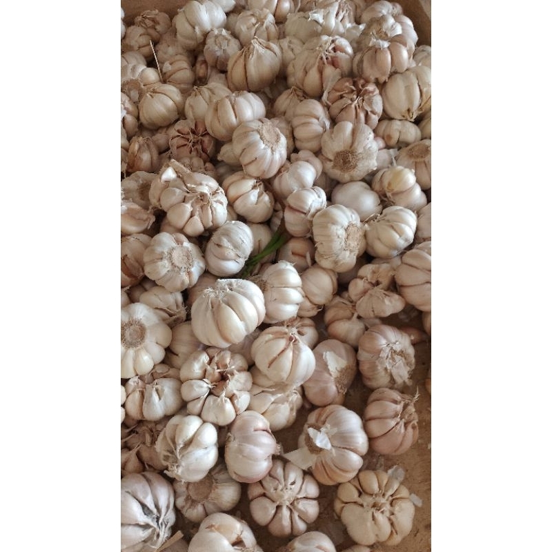 

Bawang Putih Reguler Bersih