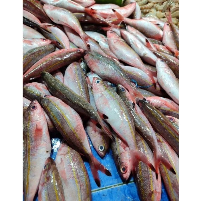 

ikan laut biji nangka 1kg
