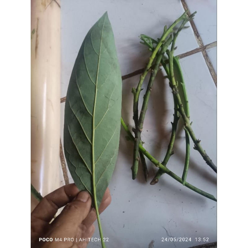 entres alpukat hass asli valid