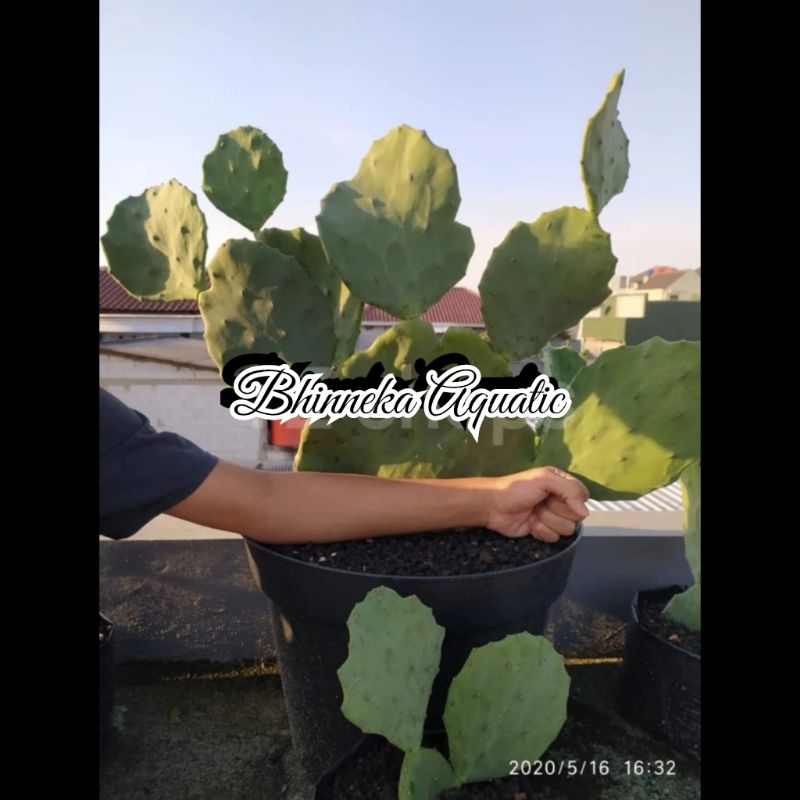 Tanaman Hias Kaktus Centong Opuntia Gomei Murah Ekonomis