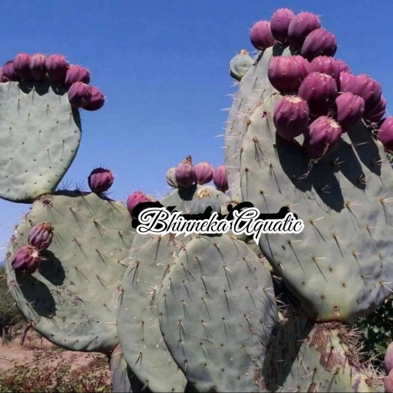 Tanaman Hias Kaktus Opuntia Robusta Murah Ekonomis