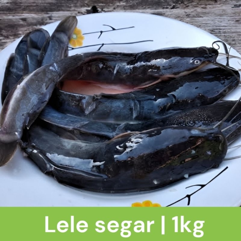 

ikan lele segar