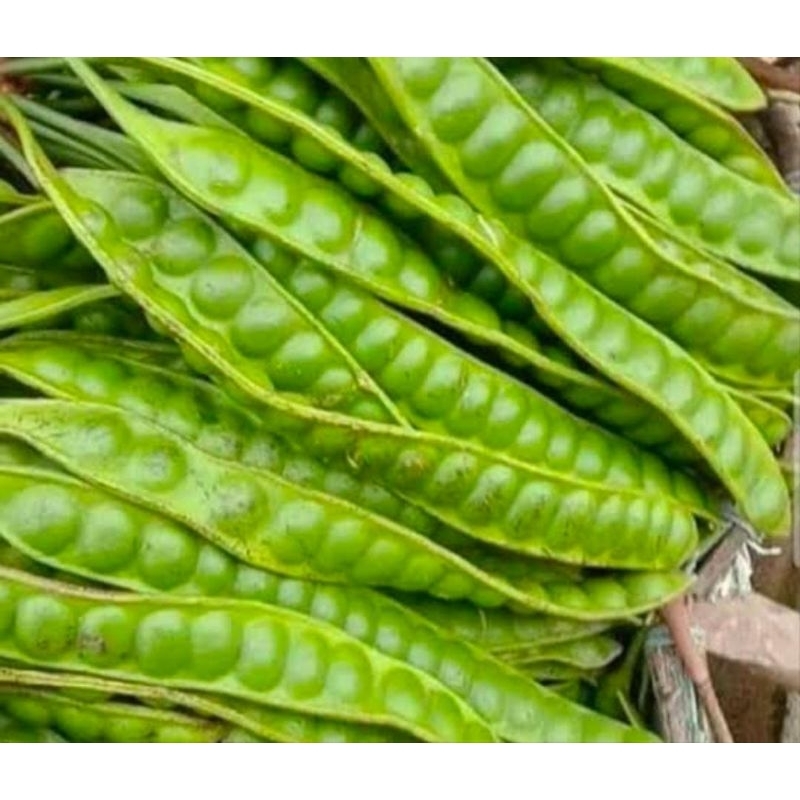 

Petai Lokal Sayur 10 Sisir Obat Herbal Super Tua Termurah